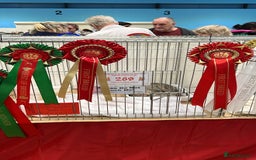 Oriental cats for sale: GCCF Champion Choc torti Tabby Queen Available - Image 9