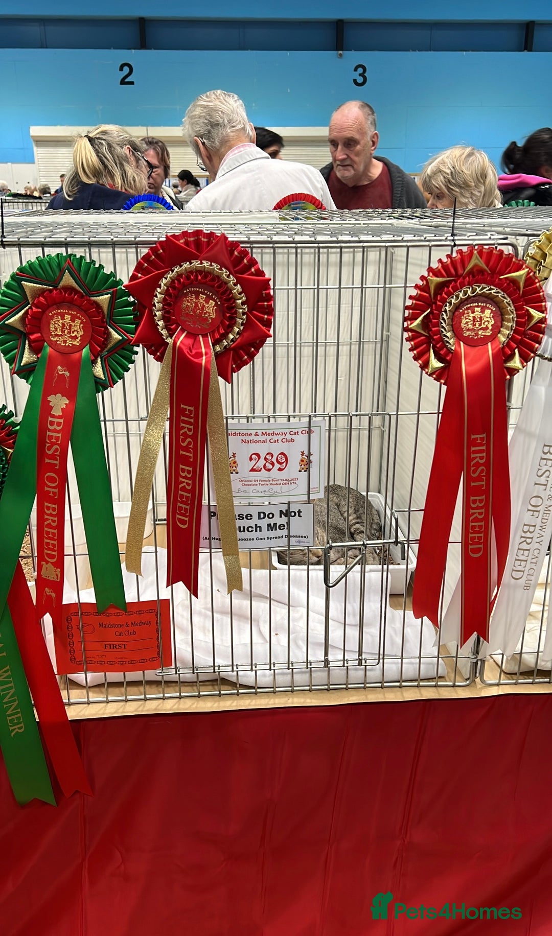 Oriental cats for sale: GCCF Champion Choc torti Tabby Queen Available - Image 9