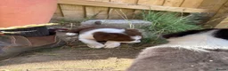 Border Collie dogs for sale: Sheepdog puppies - Advert 8