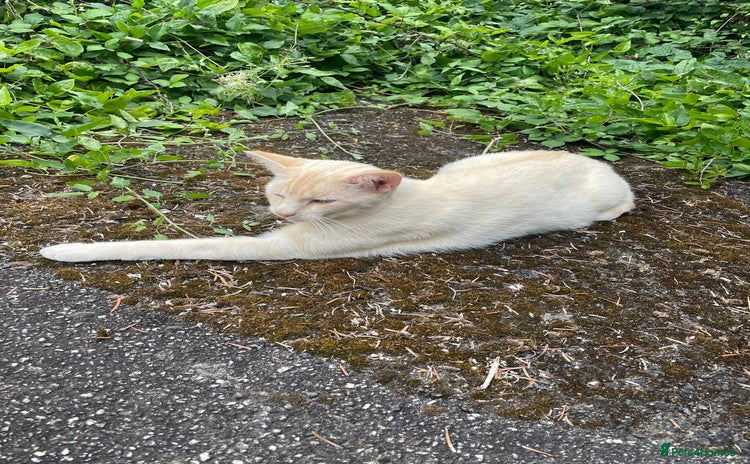 Domestic Shorthair cats - Advert 1