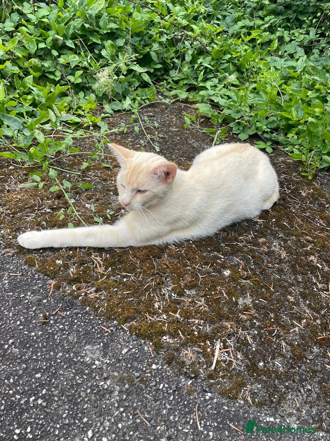 Domestic Shorthair cats for sale: The most affectionate loving neutered 3yo cat  - Image 1