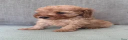 Cockapoo dogs for sale: F1b cockapoo puppy’s  - Advert 5