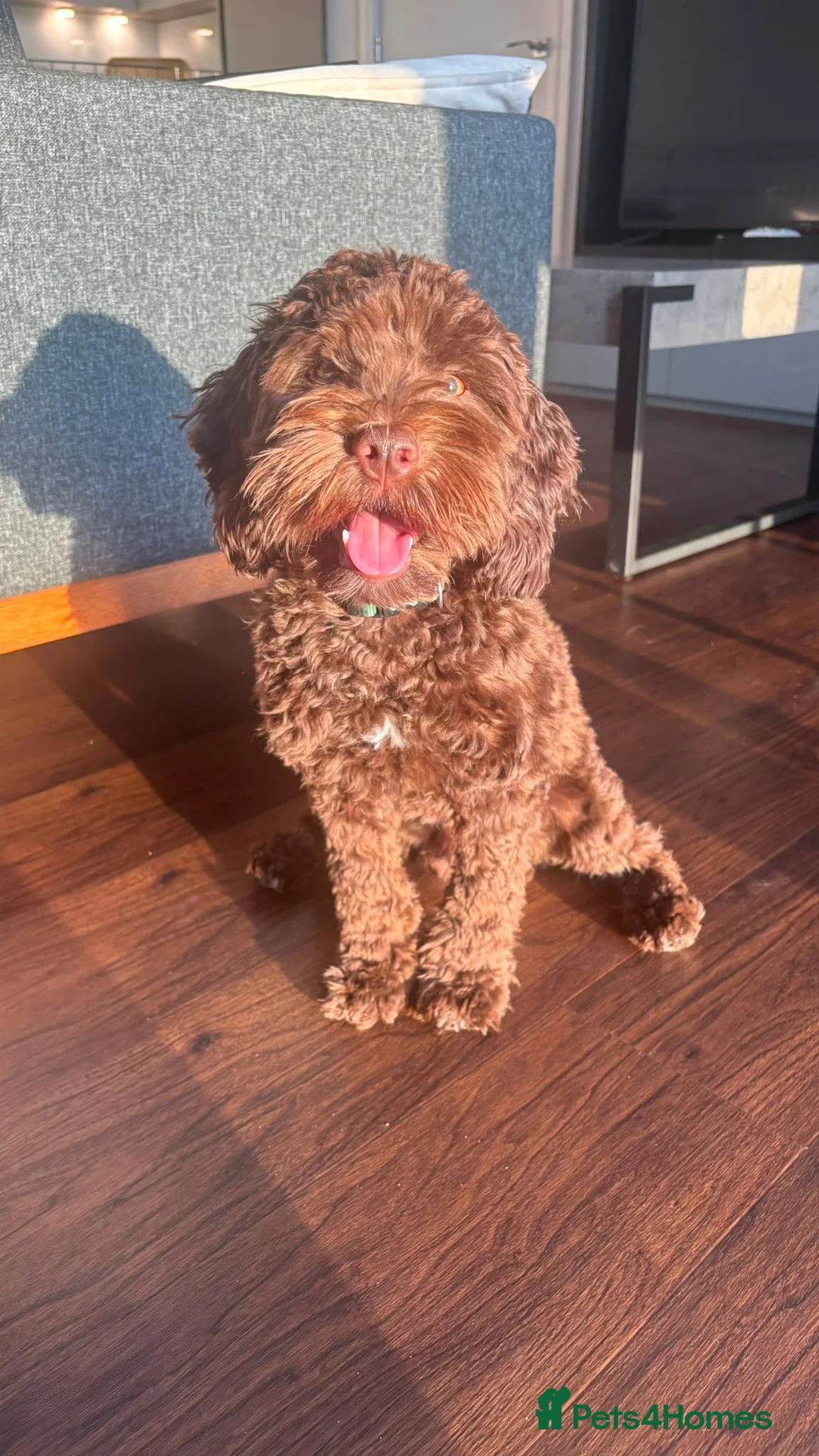 Cockapoo dogs for sale: 8 month F1 Cockapoo Male in London - Advert 1