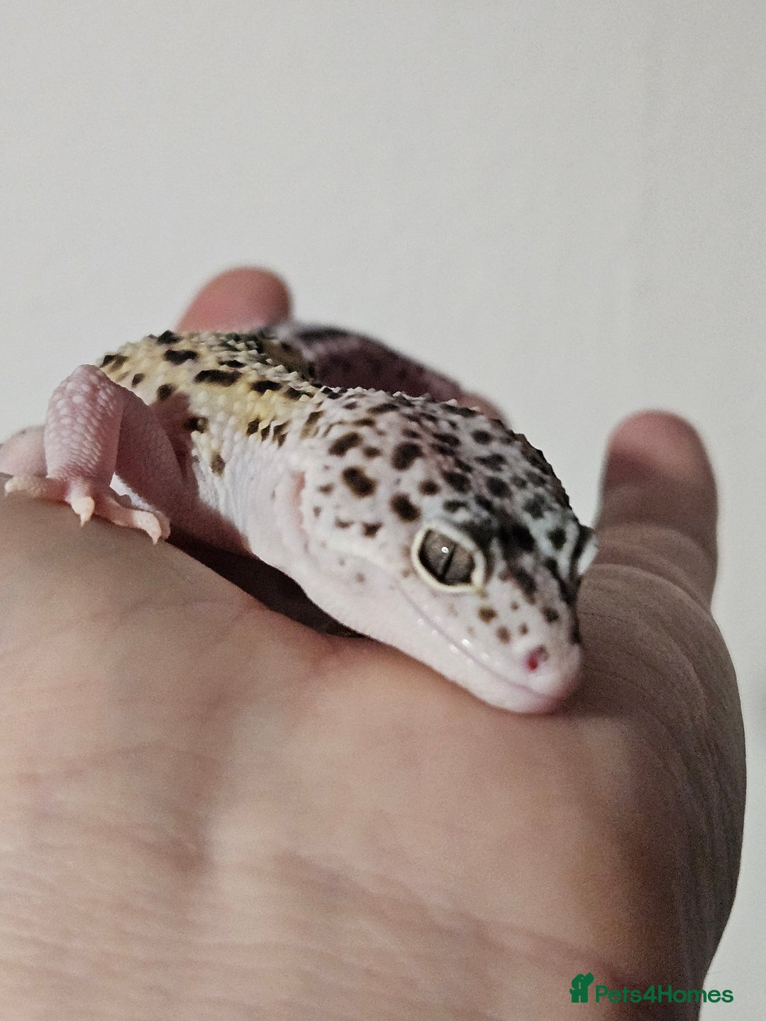 Leopard Gecko reptiles for sale: Last 2 female leopard geckos from 2025 - Advert 4