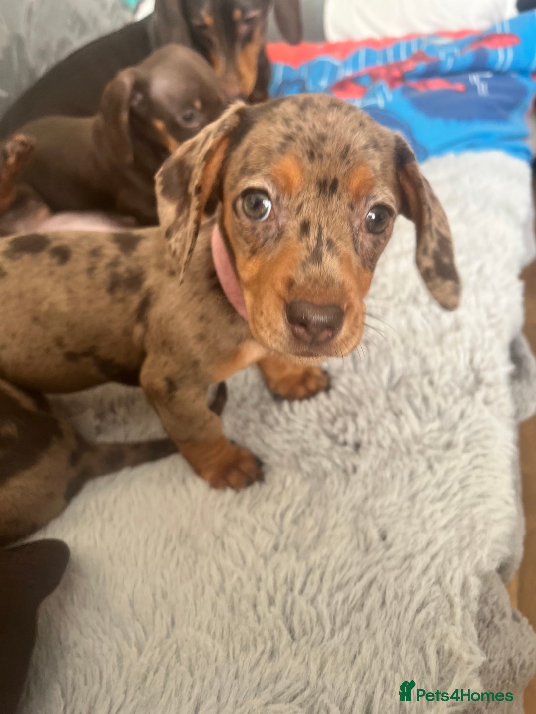 Miniature Dachshund dogs for sale: Beautiful Miniature dachshunds🐶🤎 - Advert 33