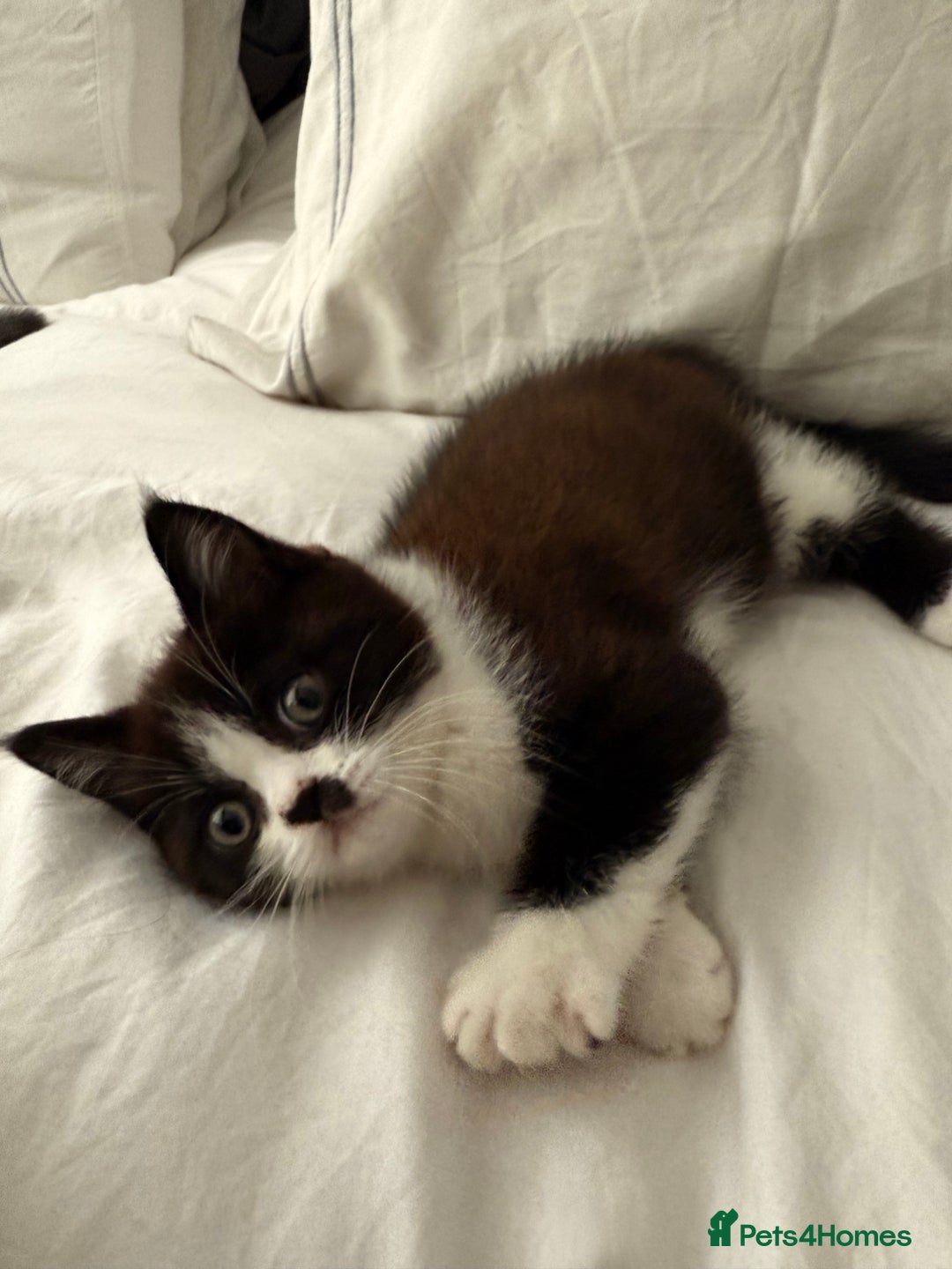Persian cats for sale: Half Persian male  - Image 2