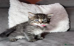 Ragdoll cats for sale: Adorable Ragdoll–Bombay Kittens - Image 5