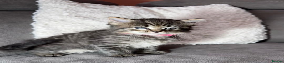 Ragdoll Kitten 1