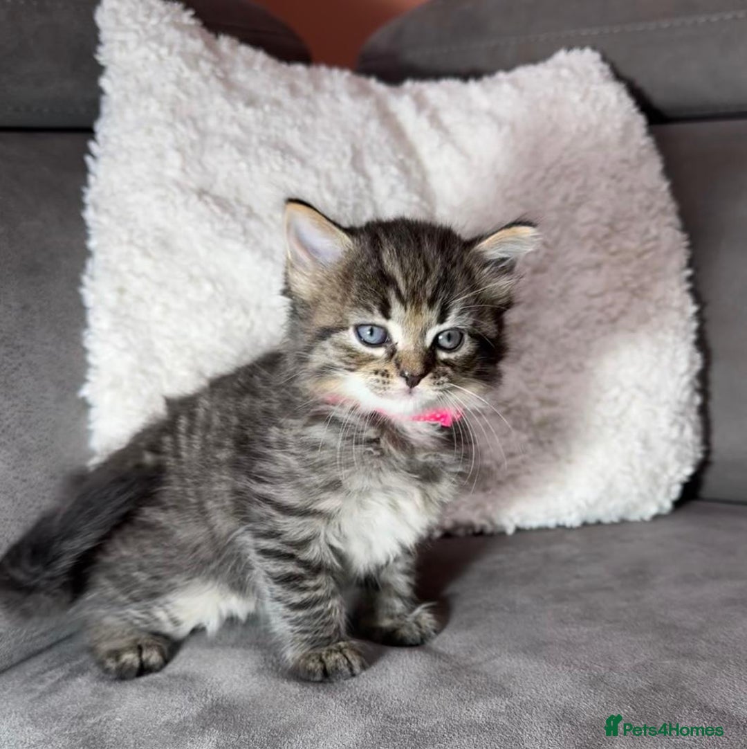 Ragdoll cats for sale: Adorable Ragdoll–Bombay Kittens - Image 5
