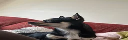 Chihuahua dogs for sale: 10 month old Black & Tan Chihuahua  in Okehampton - Advert 3