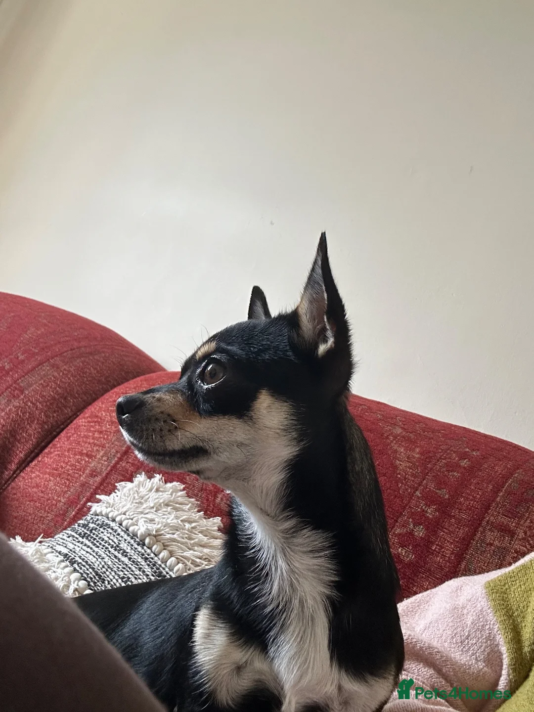 Chihuahua dogs for sale: 10 month old Black & Tan Chihuahua  in Okehampton - Advert 3