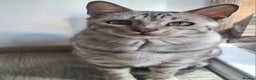 Bengal cats for sale: REDUCED PURE SBT Tica Silver Bengal Nova female - Advert 2