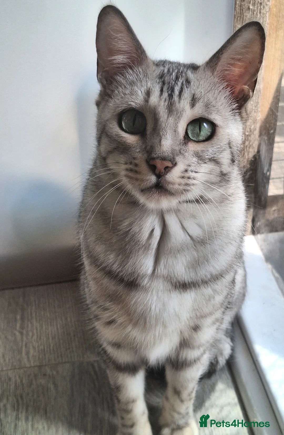 Bengal cats for sale: SOLD! PURE SBT Tica Silver Bengal Nova female - Advert 2