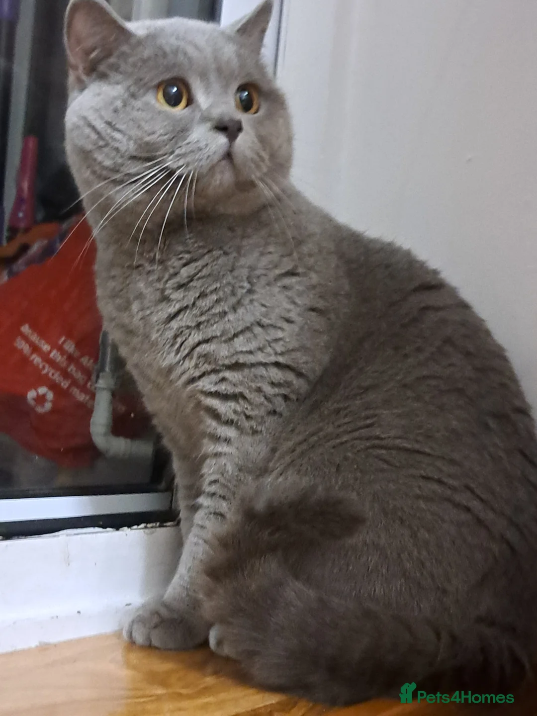 British Shorthair cats for stud: GCCF Registered Active, Blue Cat For Stud. in Sheffield - Advert 18
