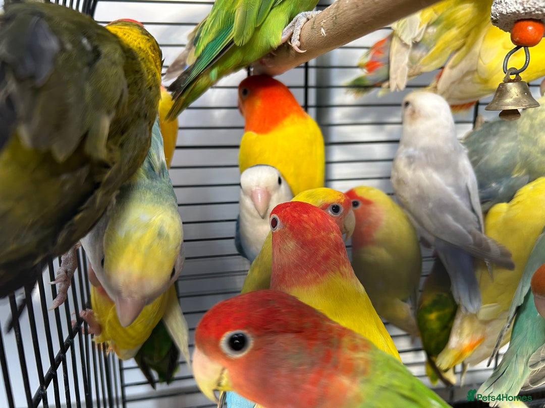 Lovebirds birds for sale: Love Birds for sale, all in good health  - Advert 6