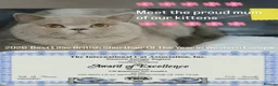 British Shorthair cats for sale: 🏆IMPRESSIVE PEDIGREE BSH KITTENS - Advert 5