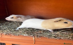 Guinea Pig rodents for sale: 2 Male Guinea Pigs & Hutch - Image 2