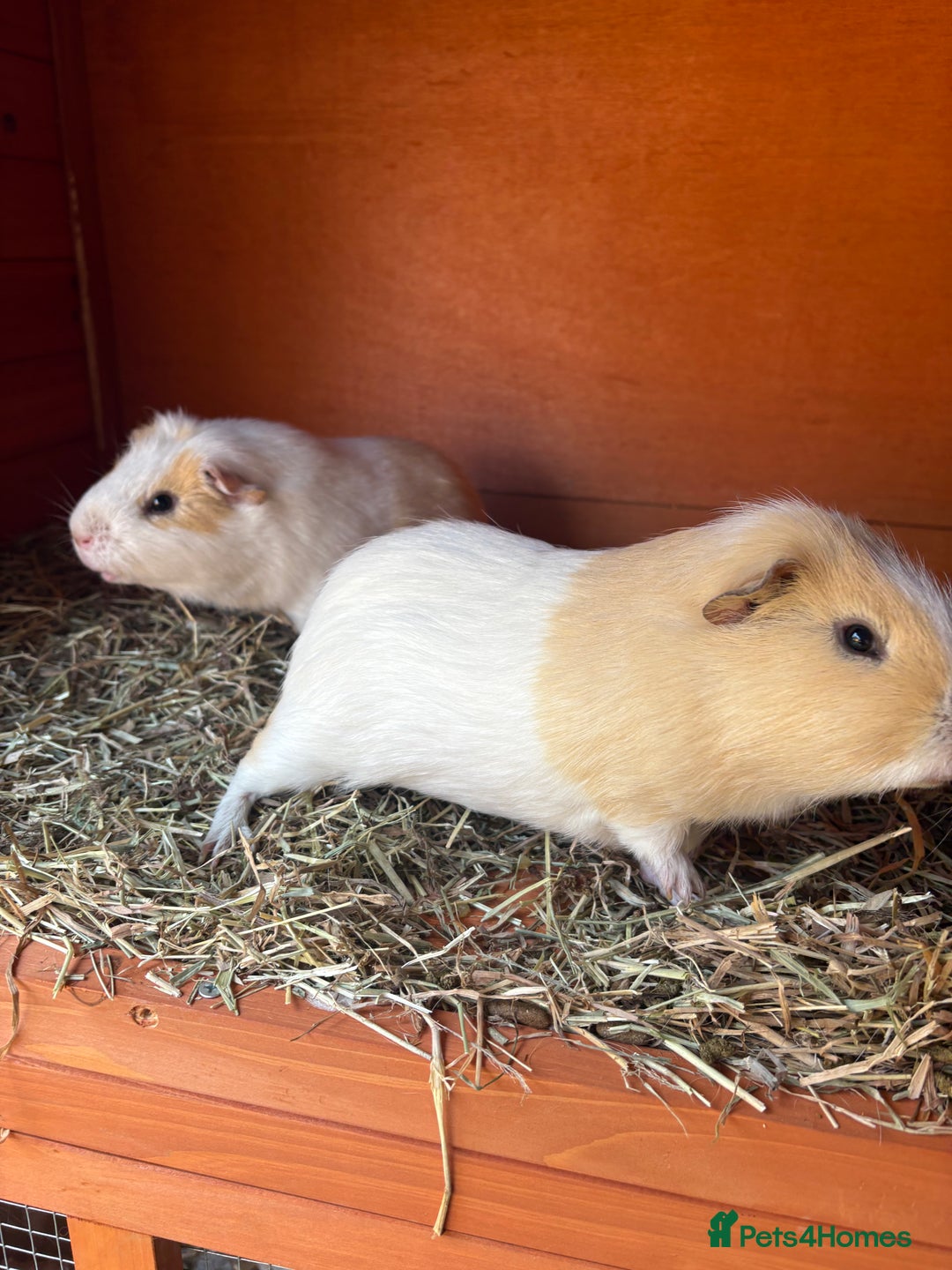 Guinea Pig rodents for sale: 2 Male Guinea Pigs & Hutch - Image 2