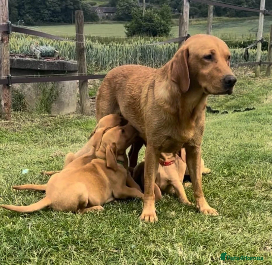 Labrador Retriever dogs for sale: Gorgeous Fox Red puppies in Kington - Advert 9