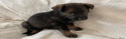 German Shepherd dogs for sale: GERMAN SHEPHERD PUPS WORKING LINE in Wigan - Advert 6