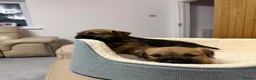 Border Terrier dogs for sale: 4 lovely Border terrier Puppie’s - Advert 7