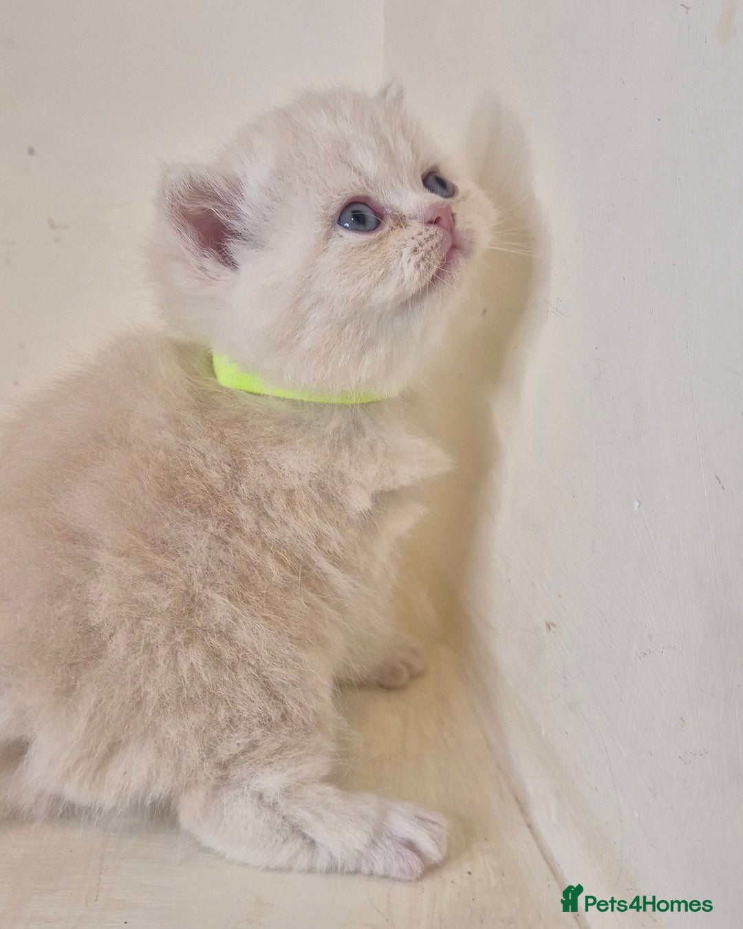 Mixed Breed cats for sale: Persian x british short hair - Advert 12
