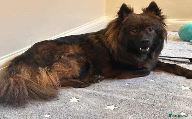 Eurasier dogs - Advert 1