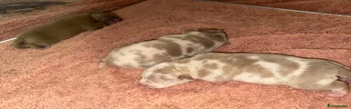 Puppy 6