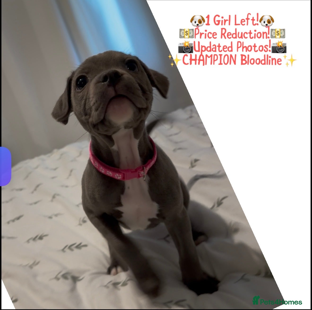 Staffordshire Bull Terrier dogs ✨CHAMPIONS NOW READY TO LEAVE!!!ONLY 1 GIRL LEFT✨ - Advert 1