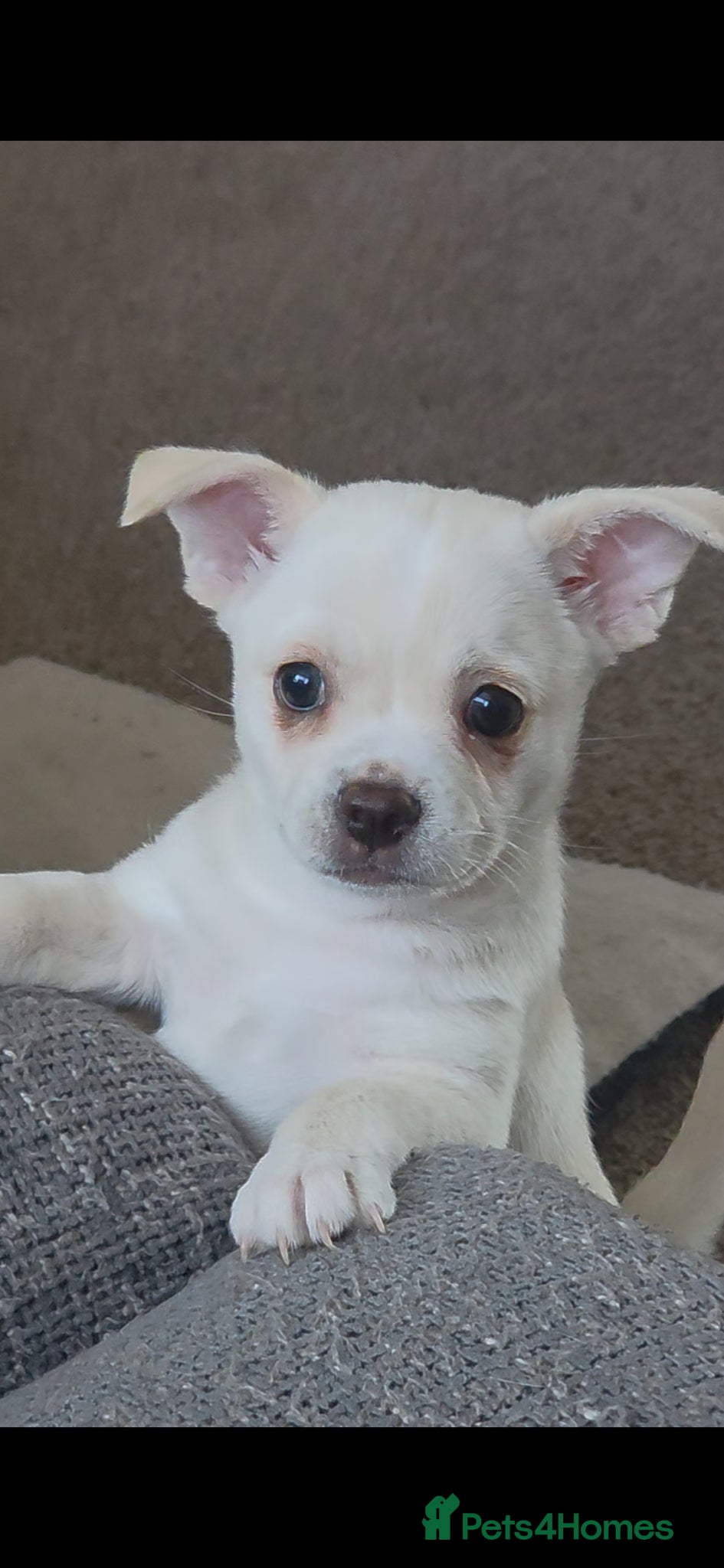 Mixed Breed dogs Beautiful little French Pom girl - Advert 4