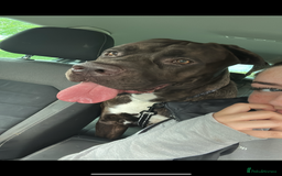 Mixed Breed dogs for sale: Sully (1 year old cane corso cross) - Image 4