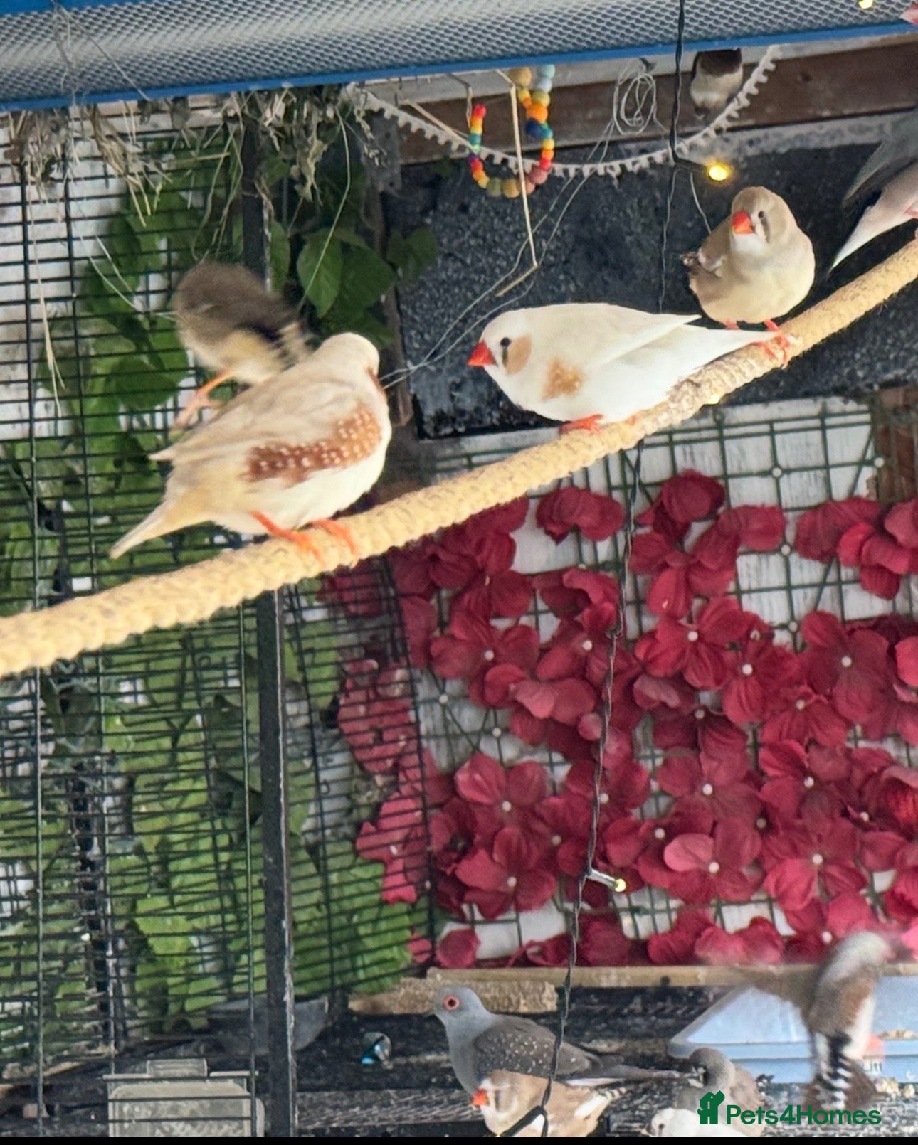 Doves birds Diamond Dove /Finches - Advert 2