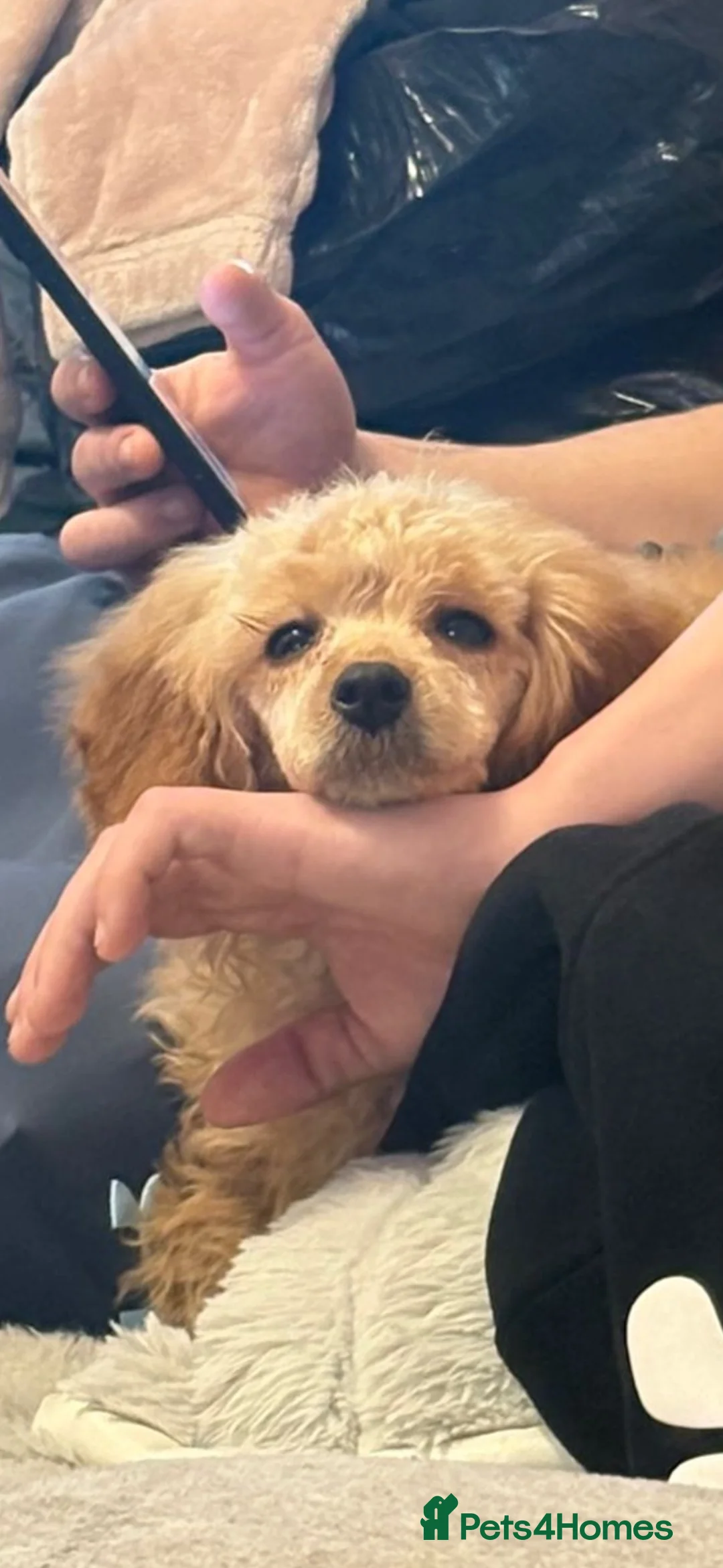 Miniature Poodle dogs for sale: Mini poodle mix  - Advert 1