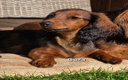 Dachshund dogs for sale: Red long-haired standard dachshund puppies - Image 26