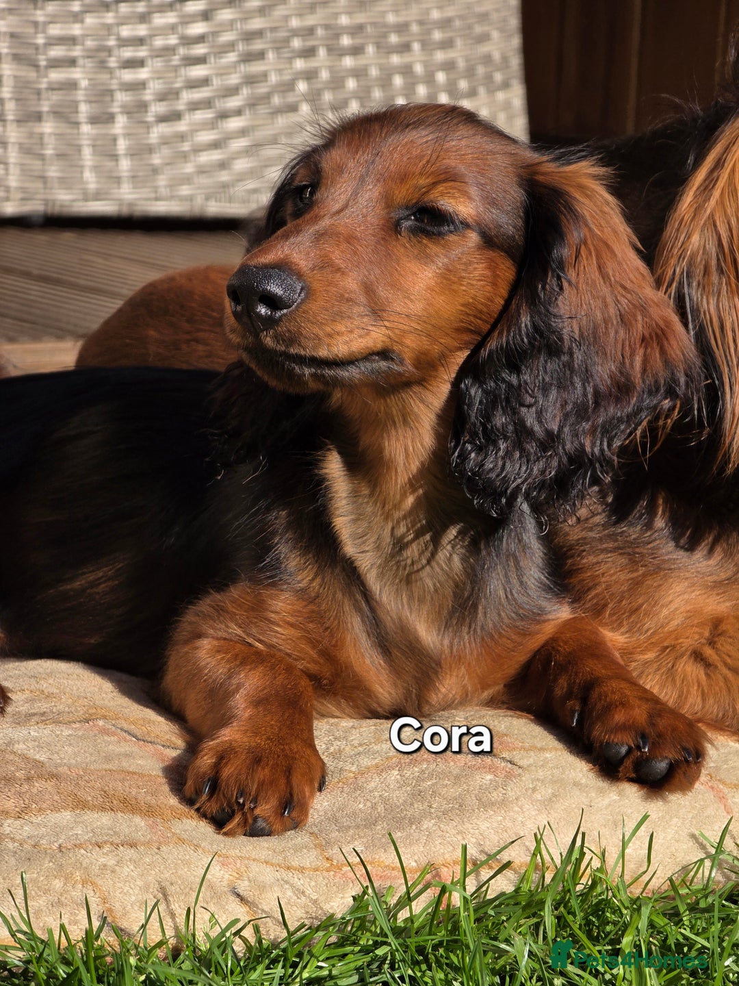 Dachshund dogs for sale: Red long-haired standard dachshund puppies - Image 26