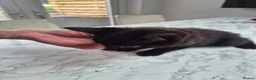 Mixed Breed cats for sale: Kittens - Advert 3