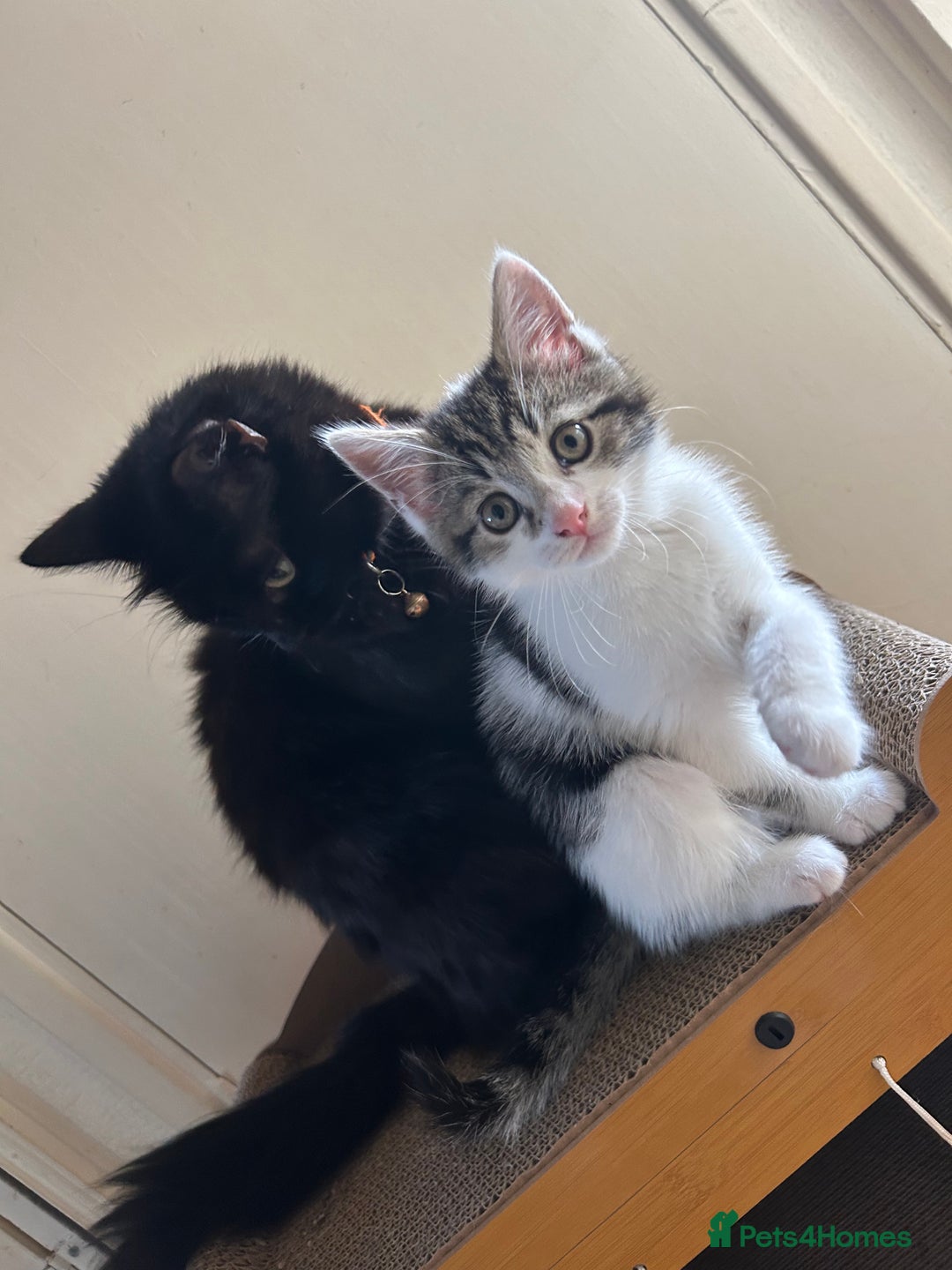 British Shorthair cats for sale: Last beautiful baby left! - Image 5