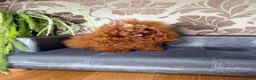 Toy Poodle dogs for sale: Asian Teddy poodle Girl very tiny - Advert 36