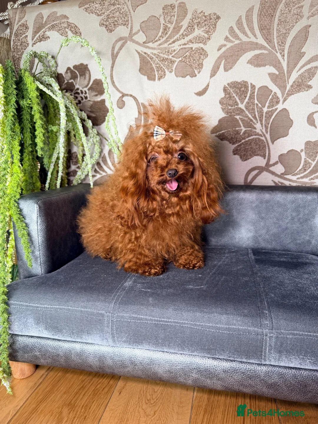 Toy Poodle dogs for sale: Asian Teddy poodle Girl very tiny - Advert 36