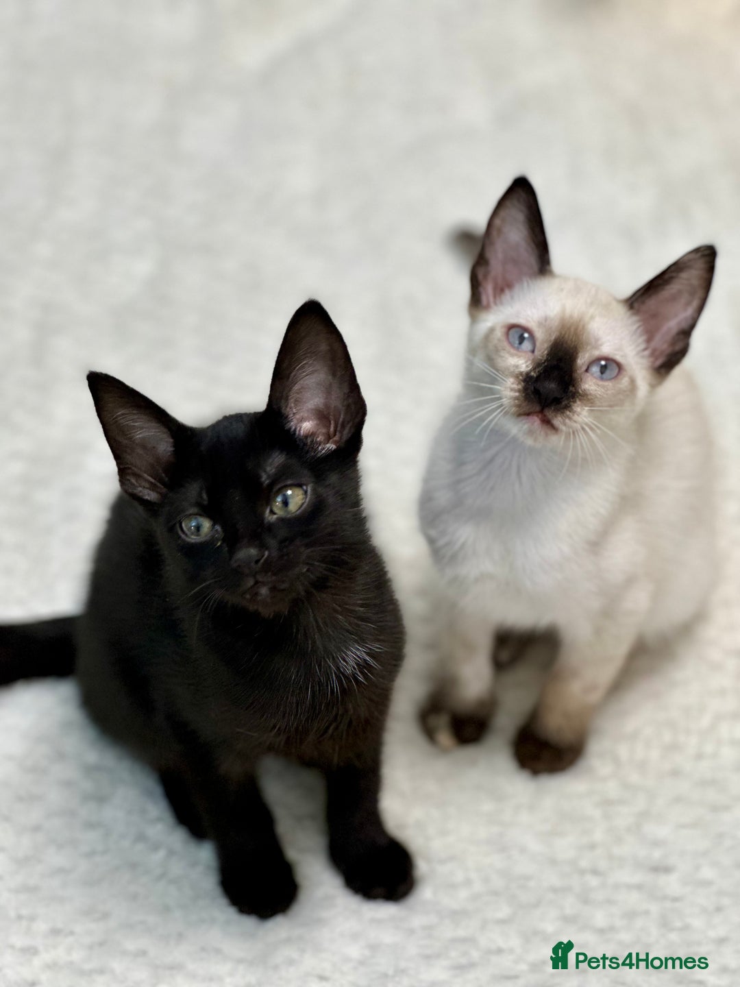 Mixed Breed cats for sale: ✨Cornish Rex Kittens Ready for New Homes Now✨ - Advert 11