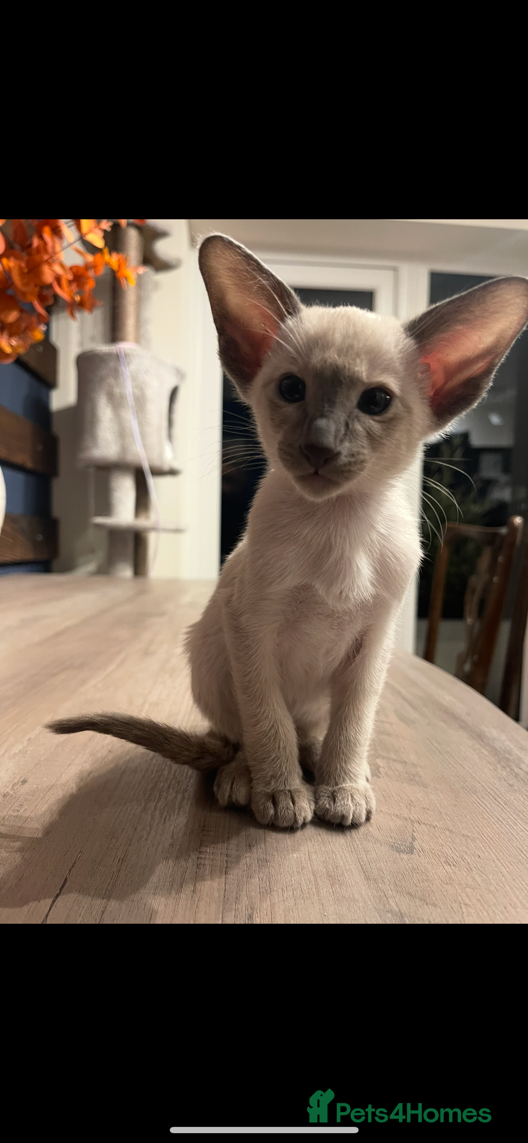 Siamese cats for sale: Lovely Siamese🥰 🩵❤️ - Advert 8
