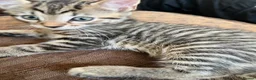 Bengal cats for sale: Stunning Bengal X With Beautiful Markings - Advert 2