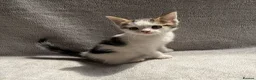 Mixed Breed cats for sale: Adorable Kittens Looking for Their Forever Home - Advert 20