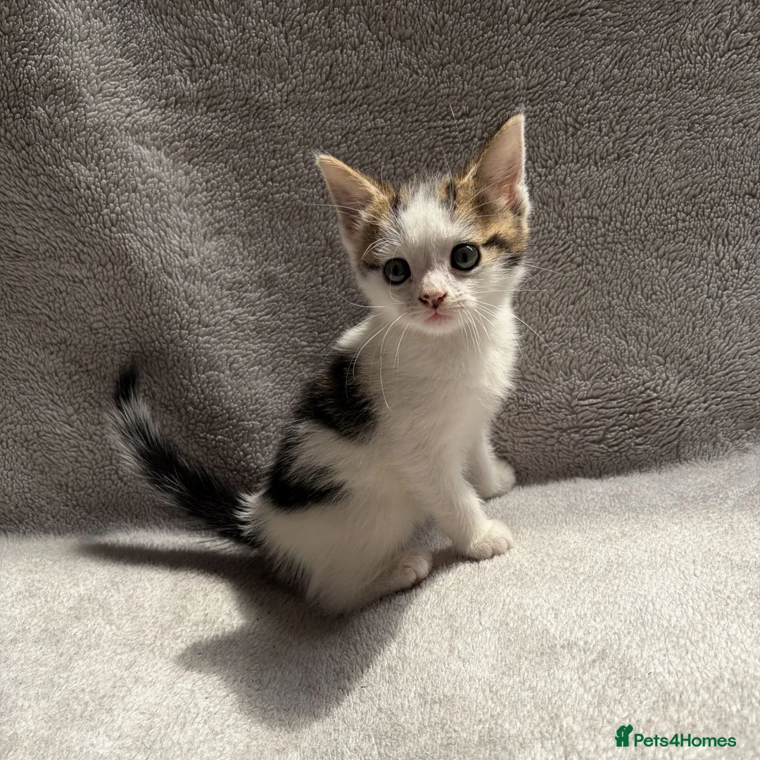Mixed Breed cats for sale: Adorable Kittens Looking for Their Forever Home - Advert 20