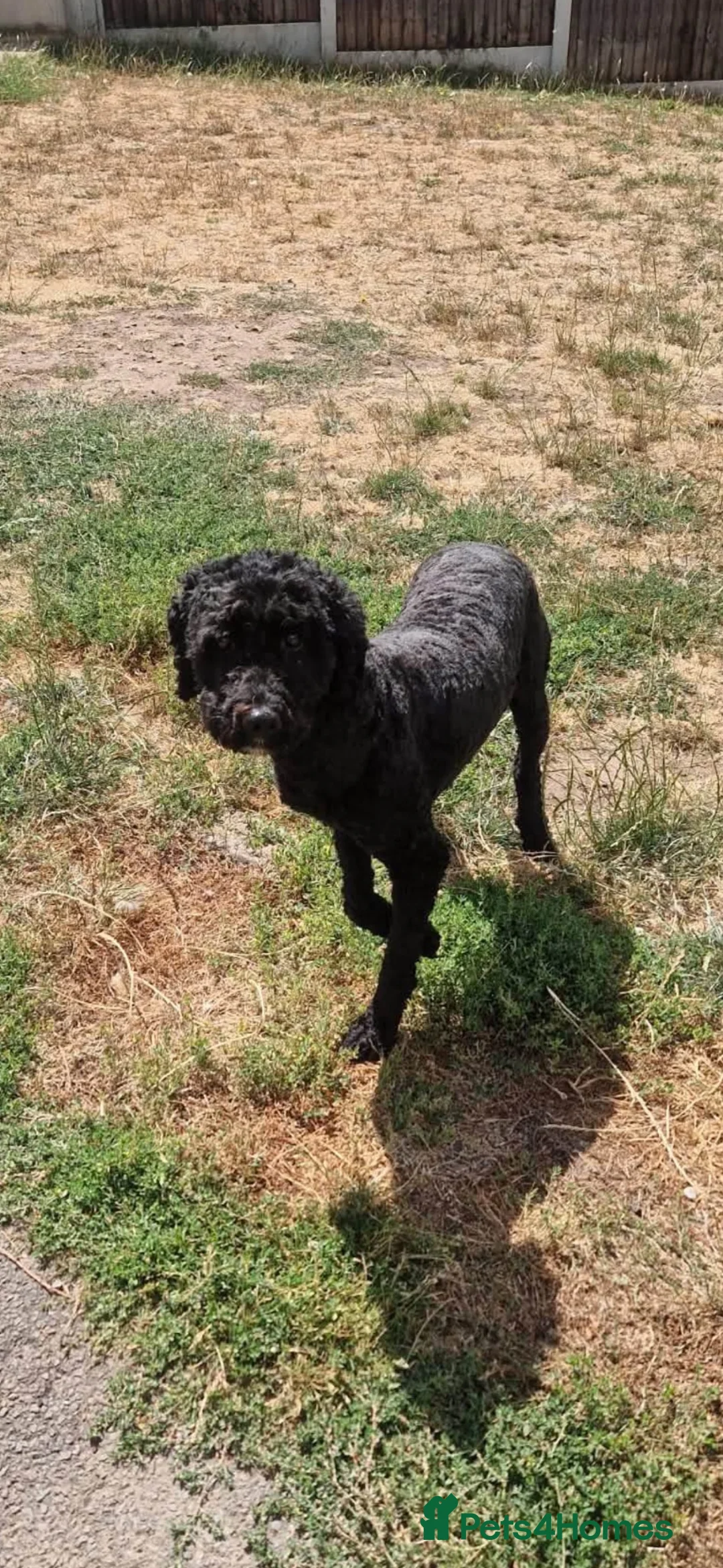 Cockapoo dogs for sale: Female cockerpoo  in Newark - Advert 1