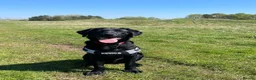 Labrador Retriever dogs for sale: Black male Labrador called bruno - Advert 8