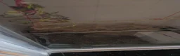 Cockatiels birds for sale: Ultra tamed pair of cockatiels with large cage  - Advert 3