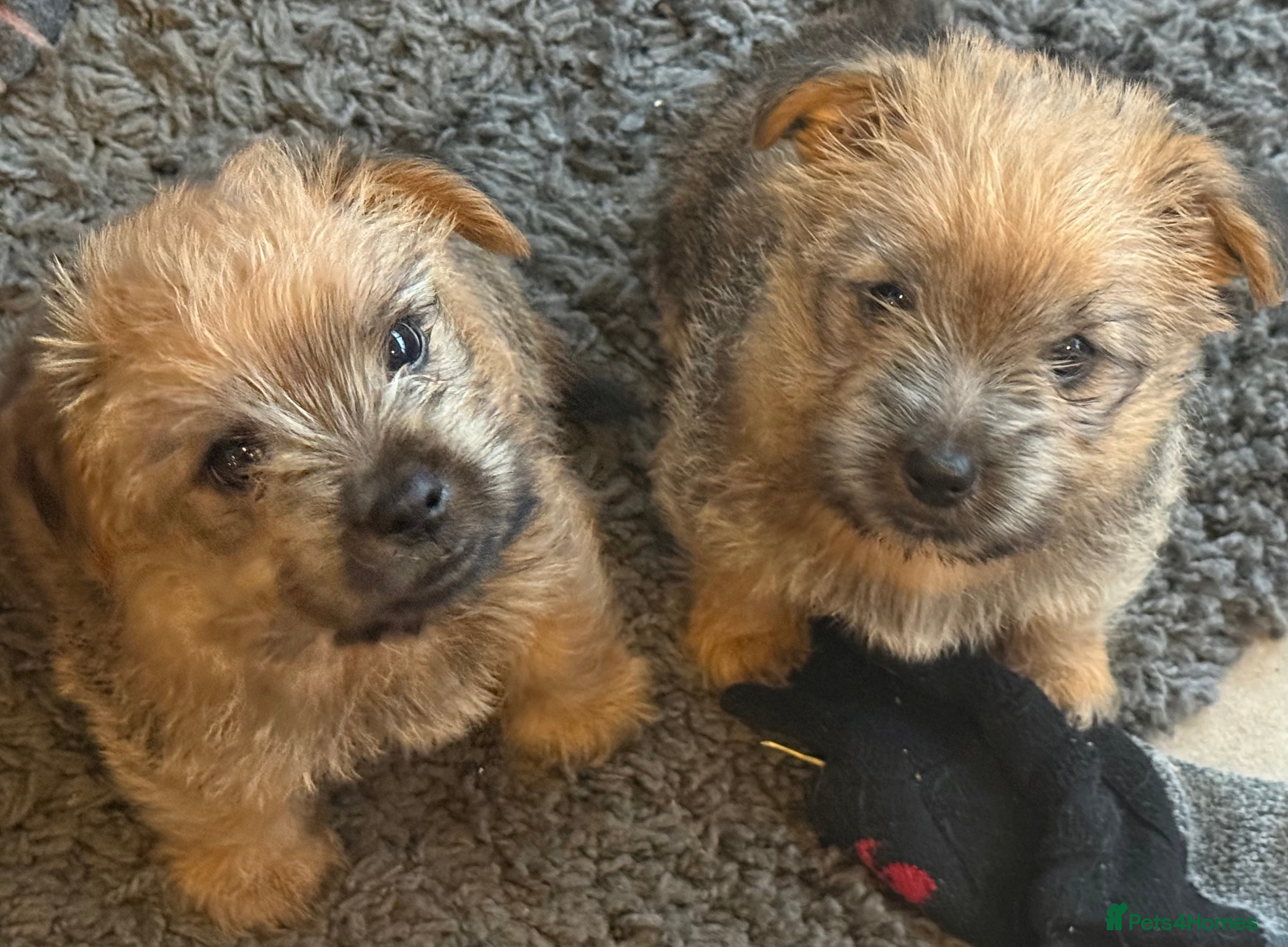 Norfolk Terrier dogs Norfolk Terrier puppies for sale - Advert 1