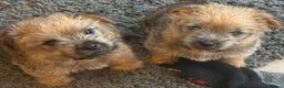 Norfolk Terrier dogs for sale: Norfolk Terrier puppies for sale - Advert 1