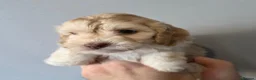 Cockapoo dogs for sale: F1 Cockapoos. DNA Health tested.  - Advert 9